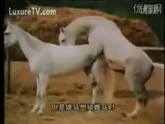 Horse's obsession with his lover is very ridiculous.